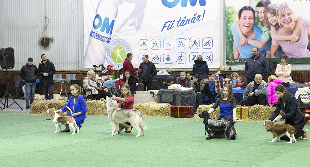 Uniunea Cinologică din Moldova