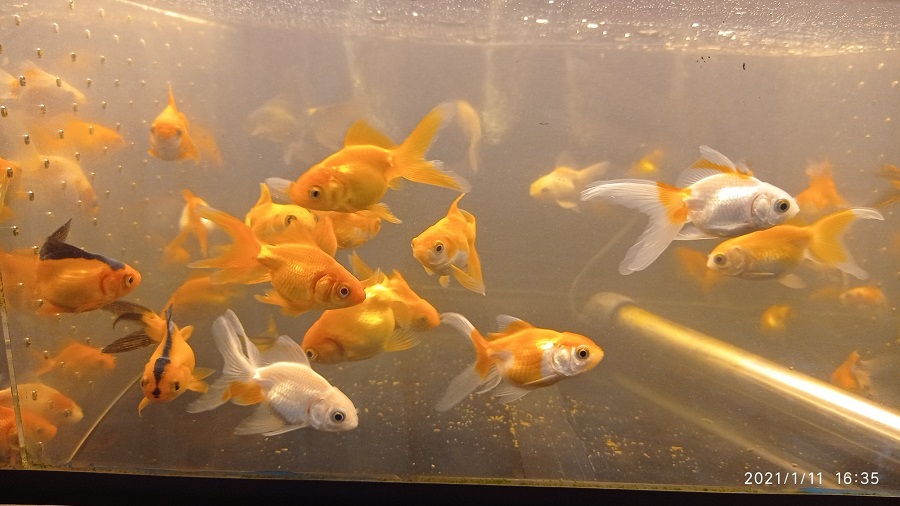 luxaqua