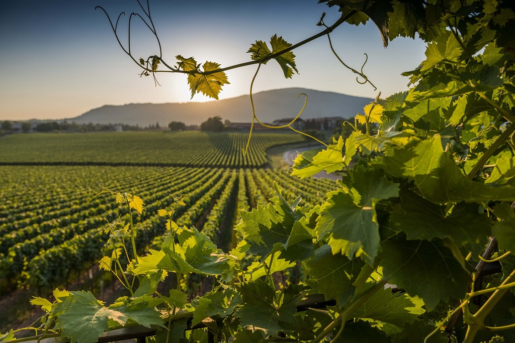 moldova vinarii