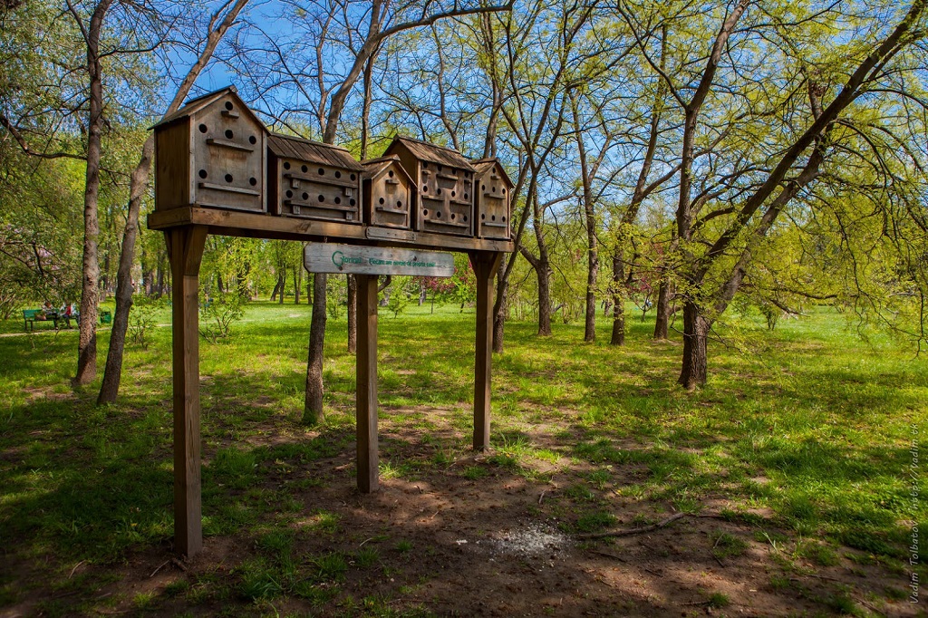parcul dendrariu chisinau