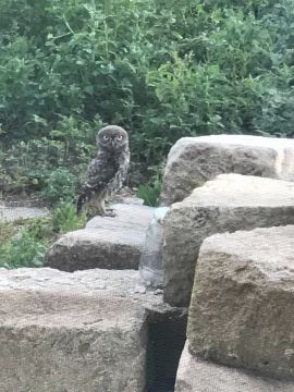 Lacul Valea Rădoaiei