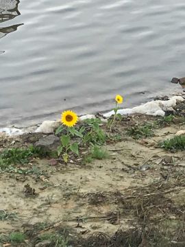 Lacul Valea Rădoaiei